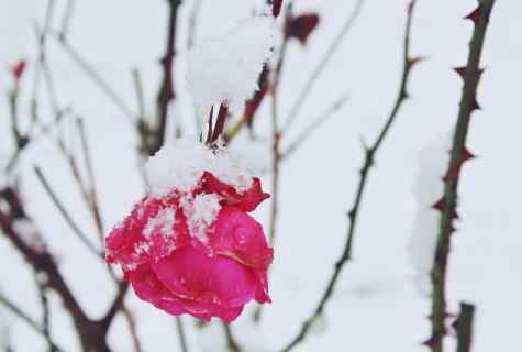 When and how to cover roses in the fall before winter