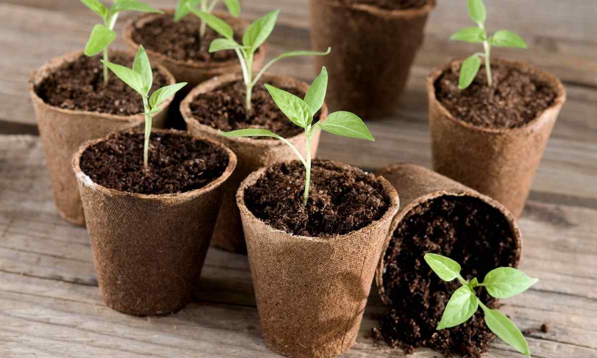 How to grow up wild strawberry seedling in peat pots