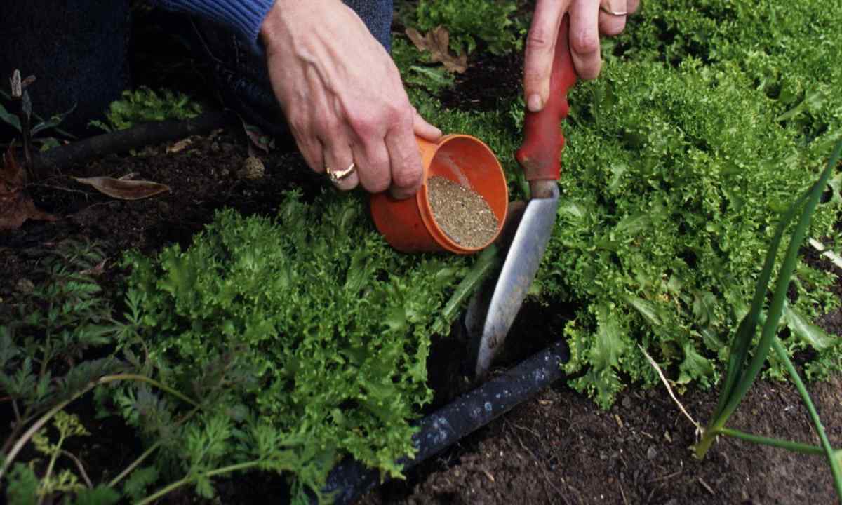 Bud fertilizer: how to use for fertilizing of plants