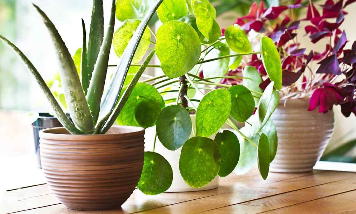 How to look after house plants