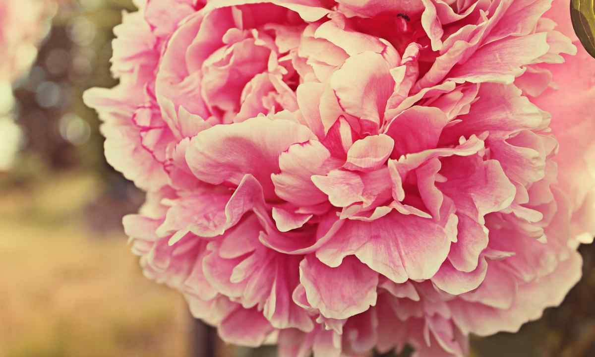What to do if peonies do not blossom
