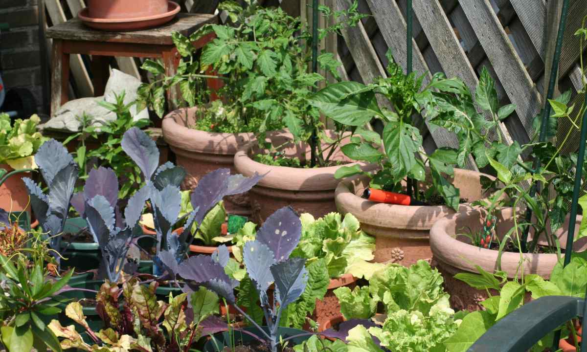 Whether the kitchen garden pays off?