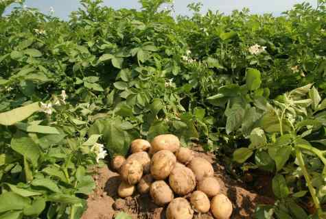 Interesting ways of cultivation of potatoes