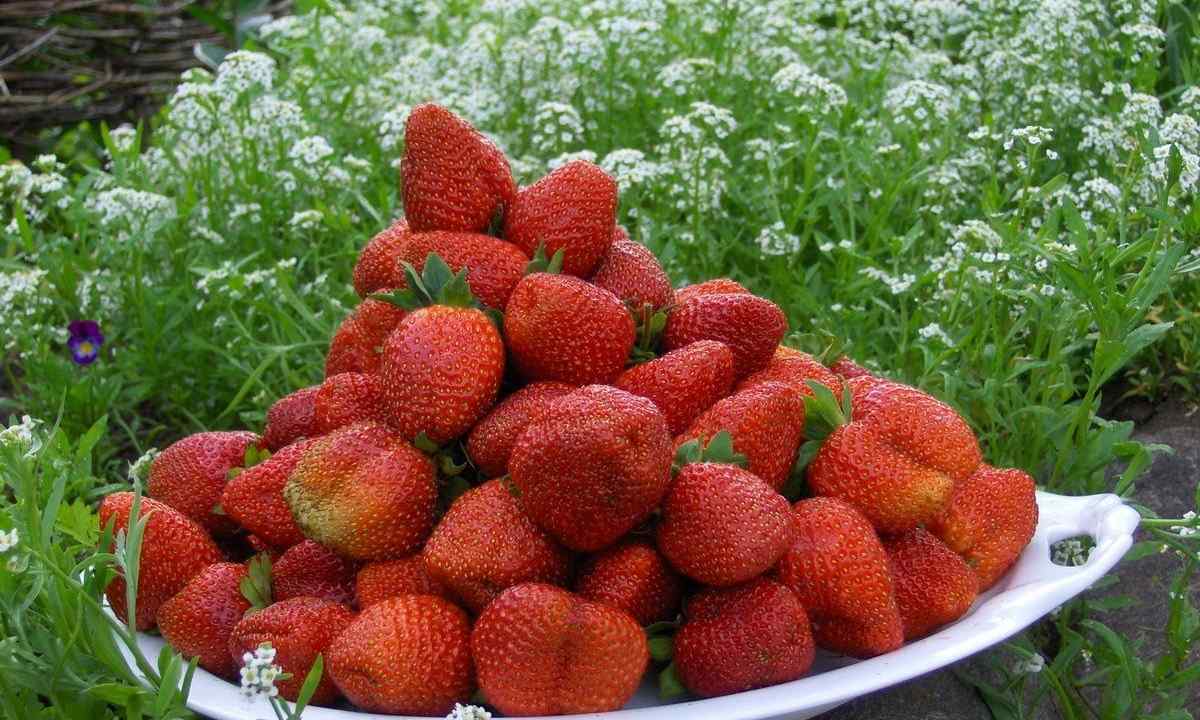 How to make garden wild strawberry ready for the winter