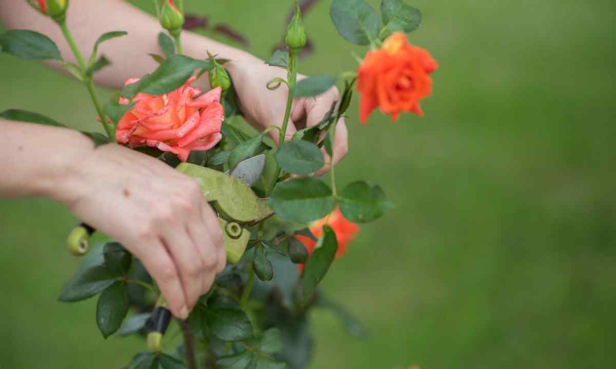 Important councils for care for roses
