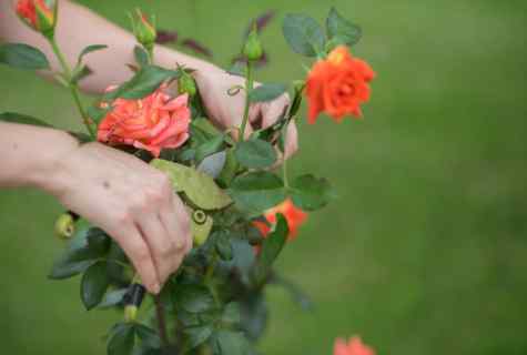 Important councils for care for roses