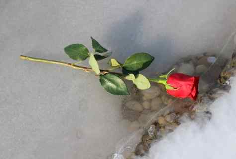 How to help to winter to roses