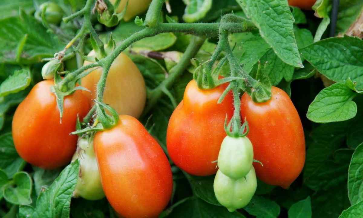 What grades of tomatoes are recognized as the best