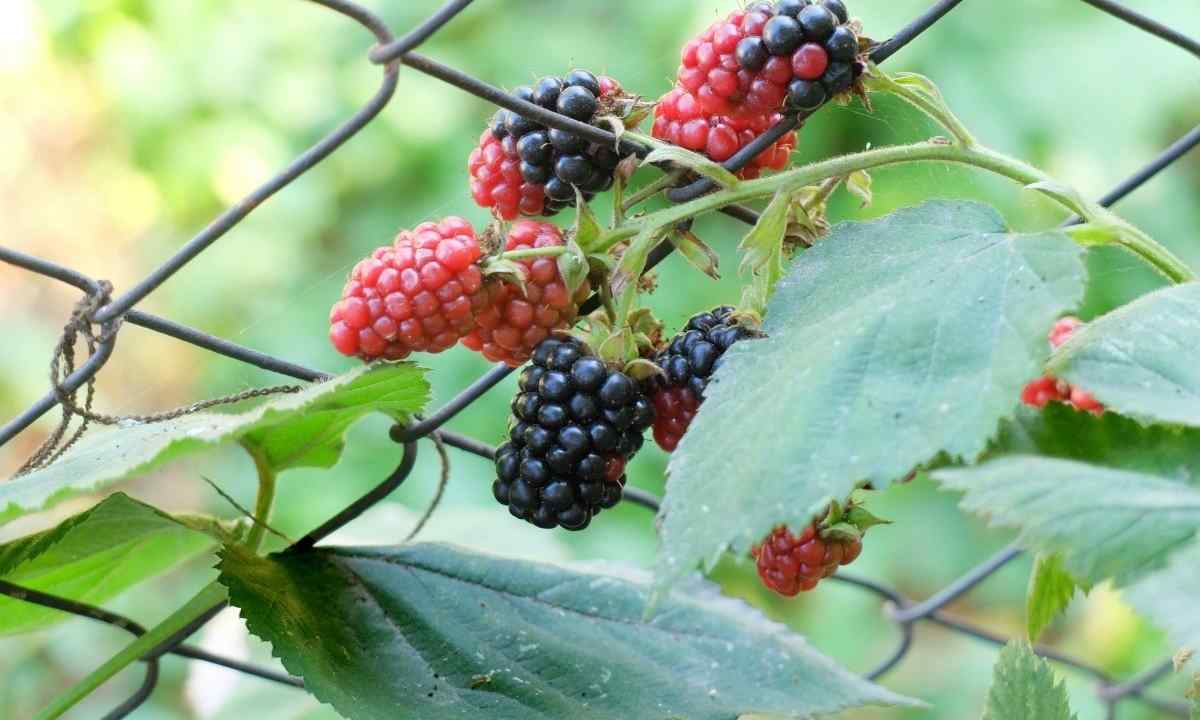 How to look after blackberry in the spring