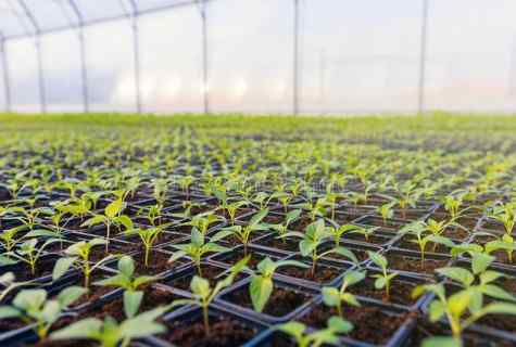 What seeds can be planted in greenhouses