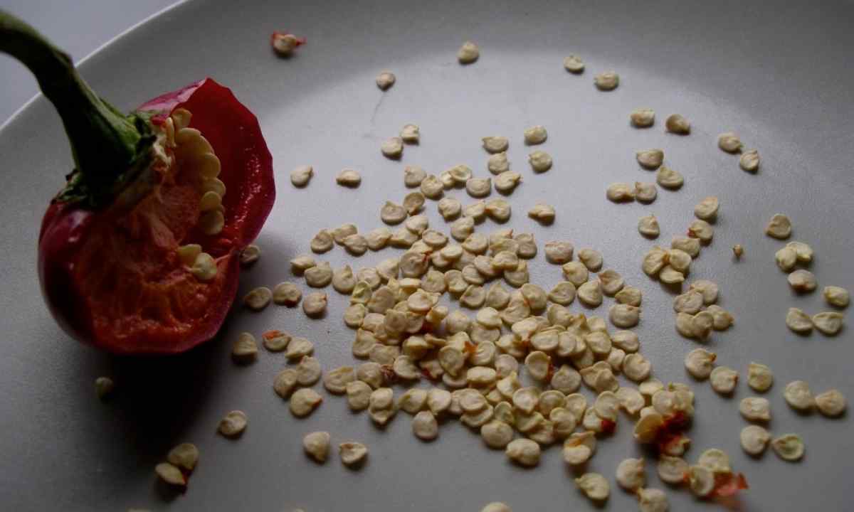 How to prepare pepper seeds for landing