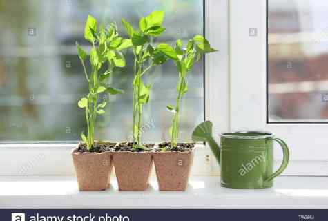 How to grow up pepper seedling independently in house conditions