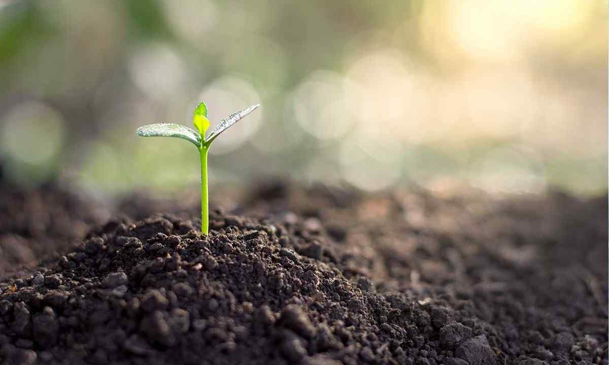 How to choose good seedling