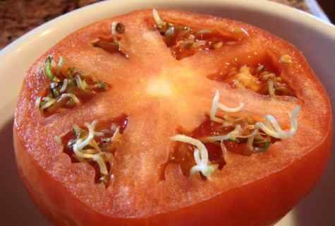 Why seeds of tomatoes are couched before jumping