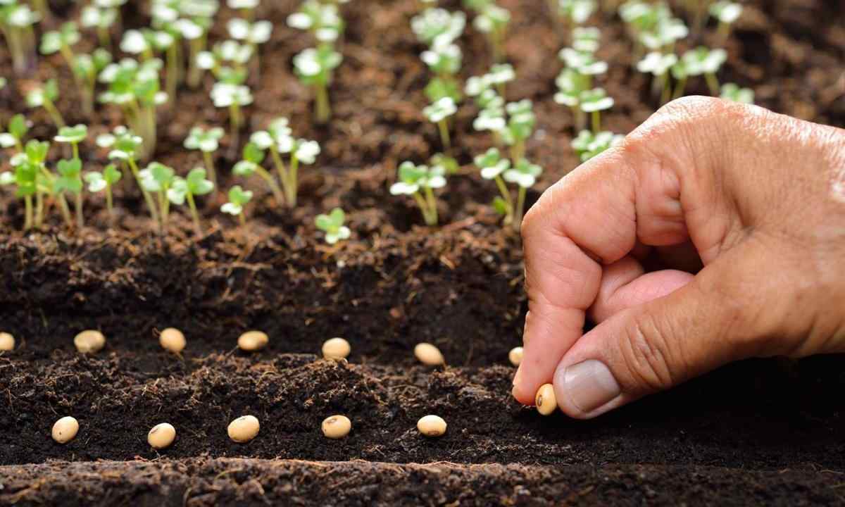 How to sow seeds of squash for seedling