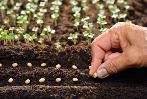 How to sow seeds of squash for seedling