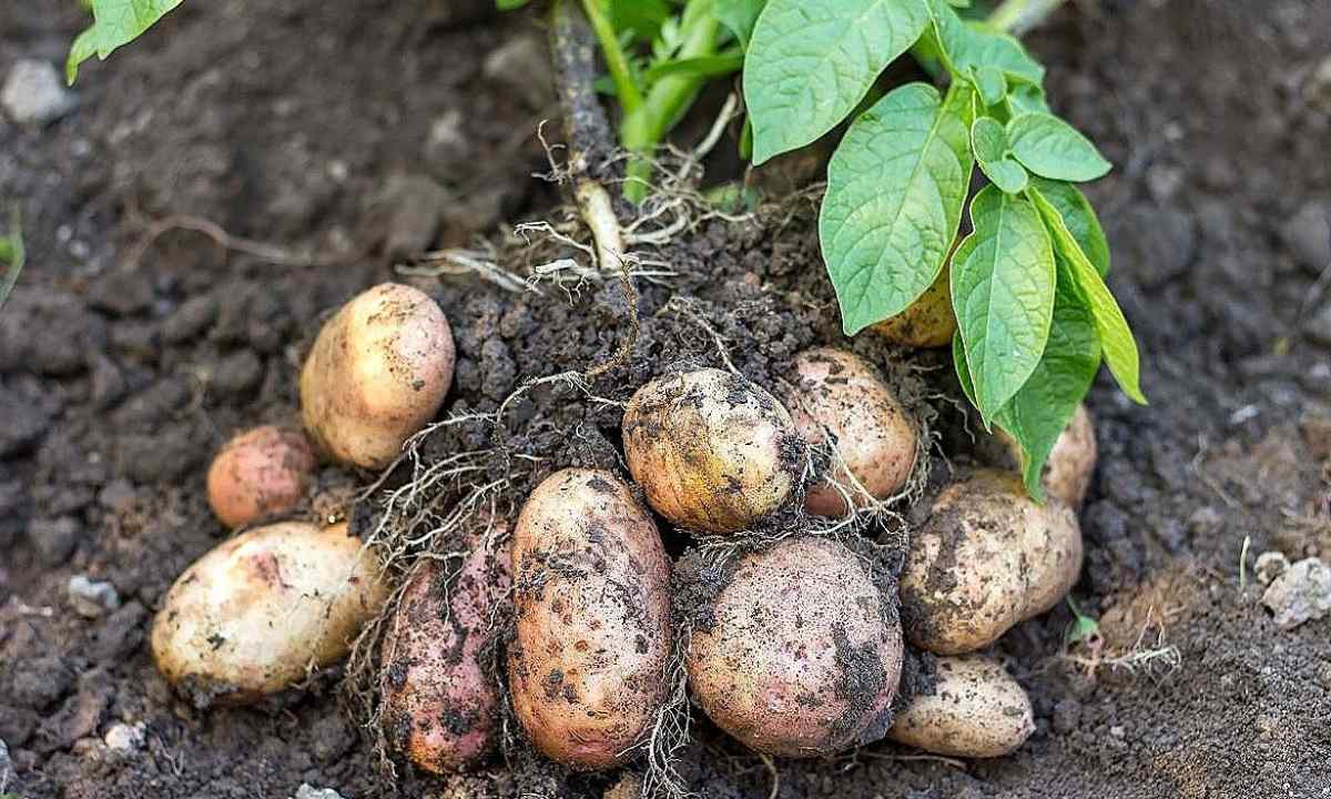 How to grow up early potatoes on the seasonal dacha