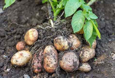 How to grow up early potatoes on the seasonal dacha