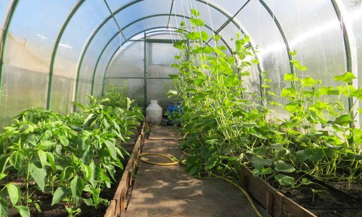 Whether it is possible to plant cucumbers and pepper in one greenhouse?