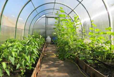 Whether it is possible to plant cucumbers and pepper in one greenhouse?