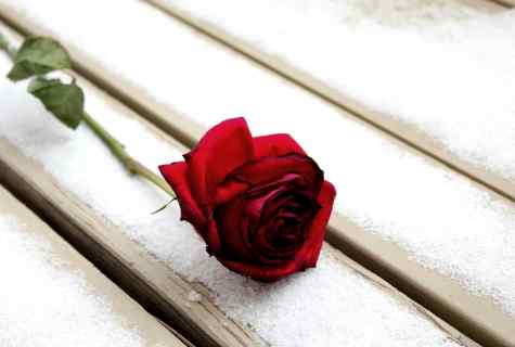 How to send roses to wintering
