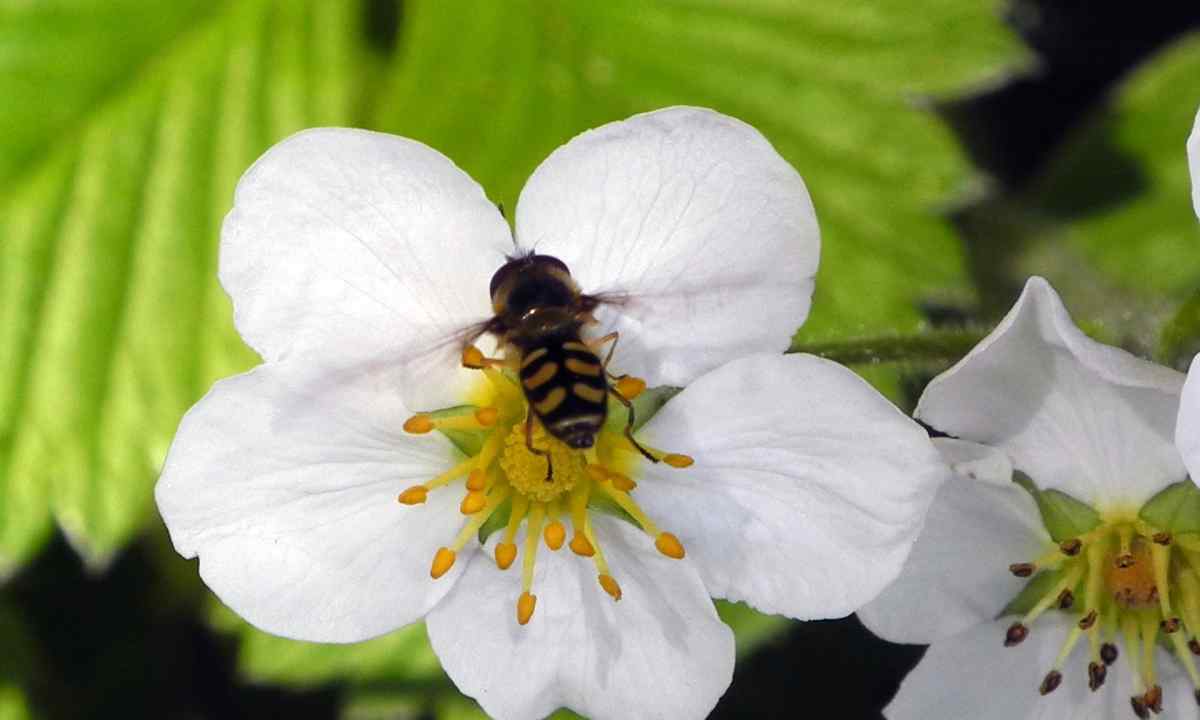 How to pollinate flowers