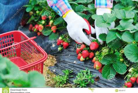 How to receive strawberry harvest