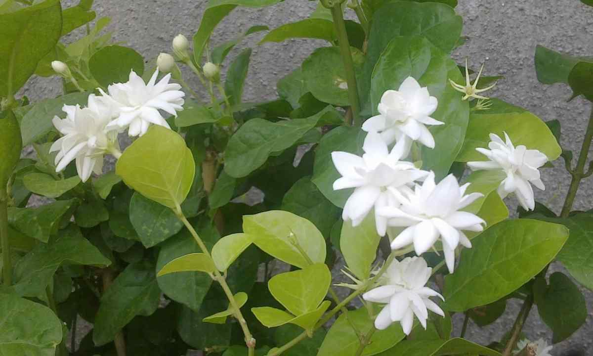 How to multiply jasmine