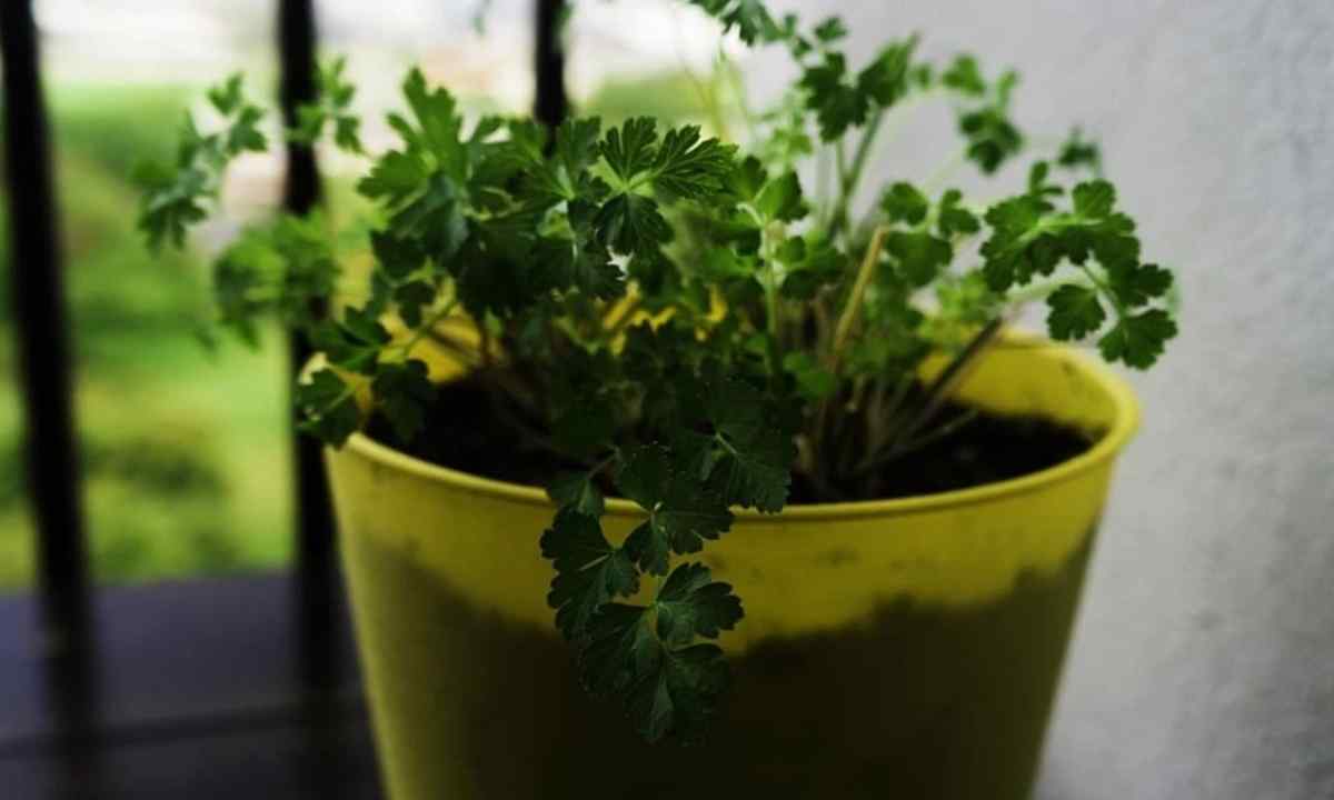 How to grow up parsley on the seasonal dacha