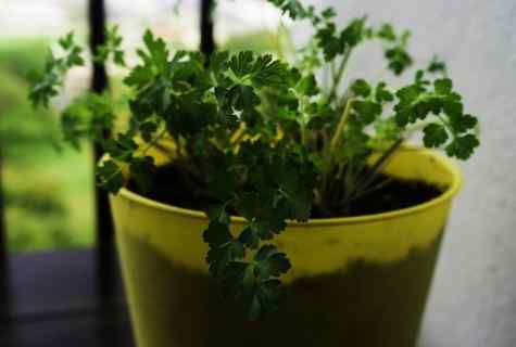 How to grow up parsley on the seasonal dacha