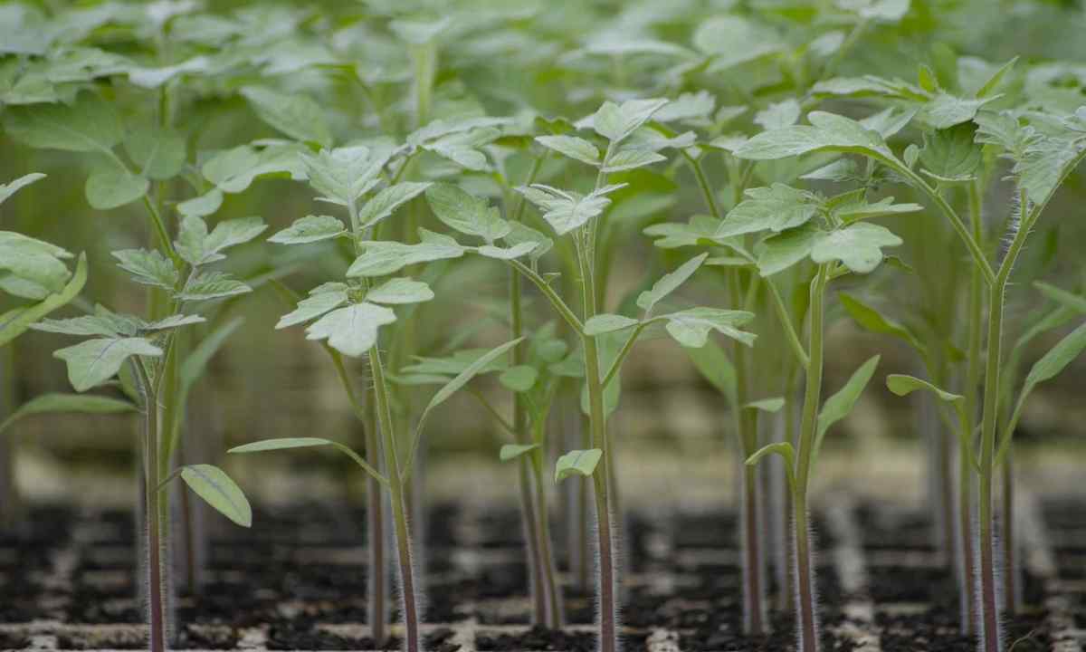 Why seedling tomato thin and long