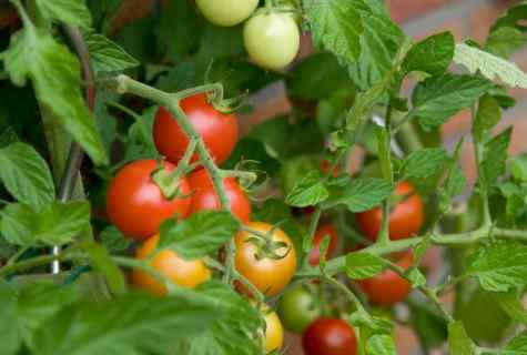 How to couch seeds tomato