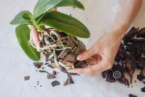 How to look after house orchid