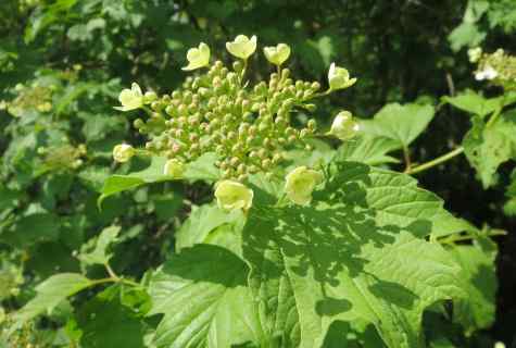 How to struggle with plant louse on guelder-rose