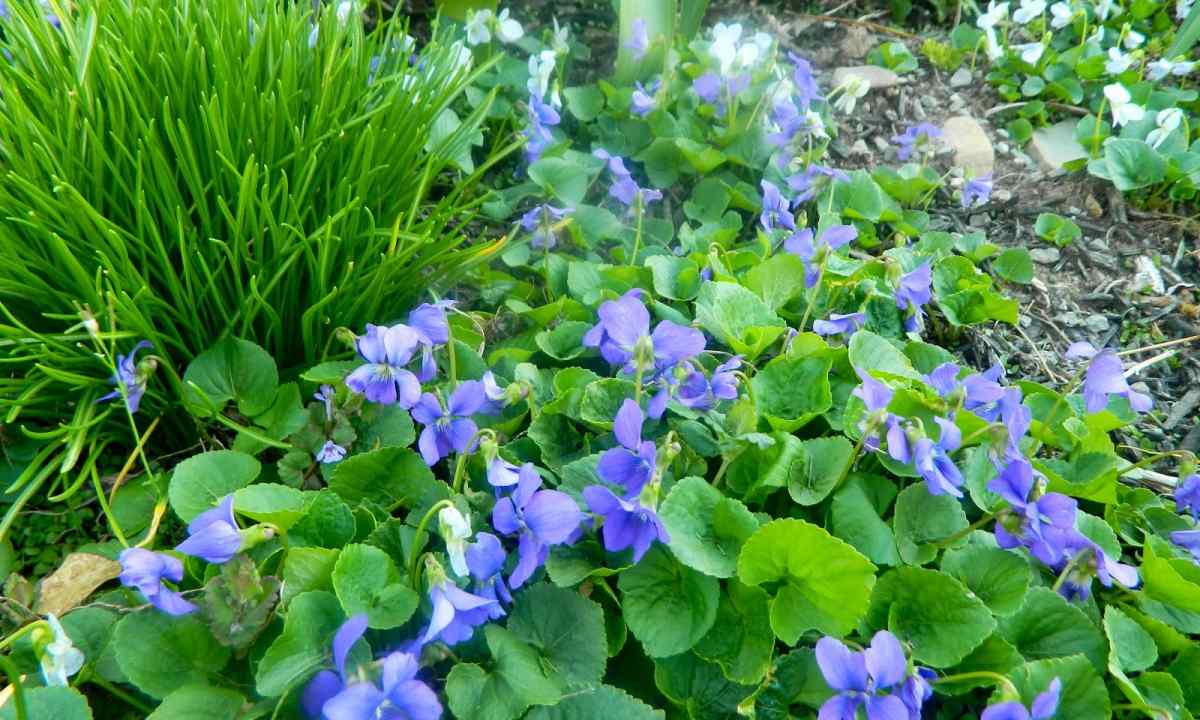 Garden violets: types and features of leaving