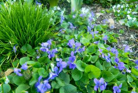 Garden violets: types and features of leaving