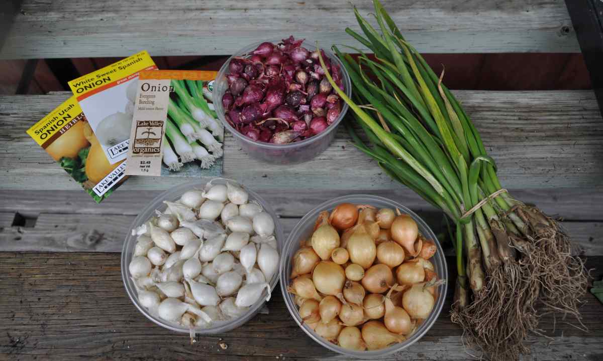 How to grow up onions seeds