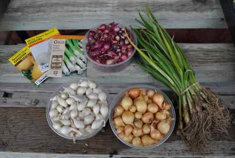 How to grow up onions seeds