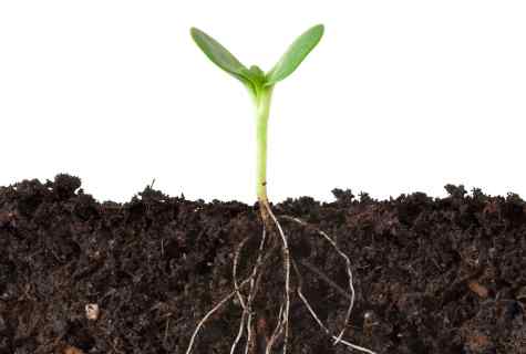 How to protect seedling roots from medvedka