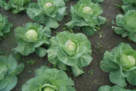 How to fight against caterpillars on cabbage