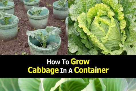 Than to process cabbage from butterflies