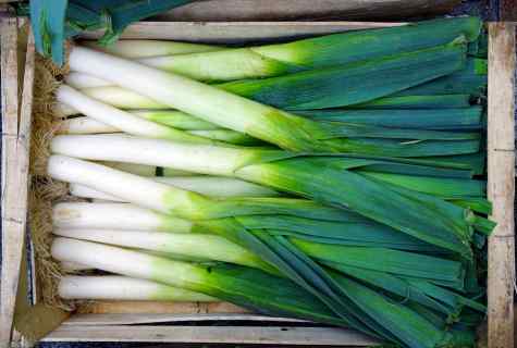 How to plant green onions