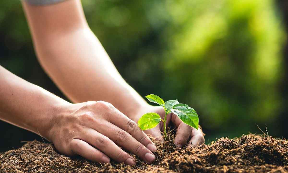 How to prepare the earth for seedling