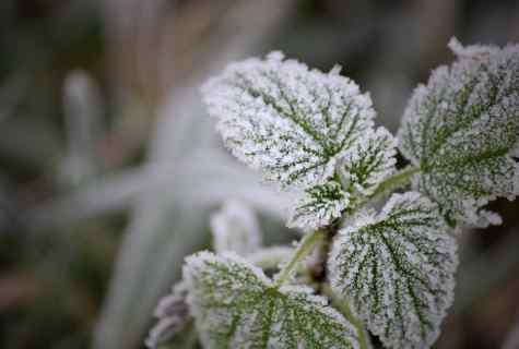 How to protect plants from frosts