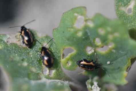 Than to process cabbage from plant louse and flea beetle