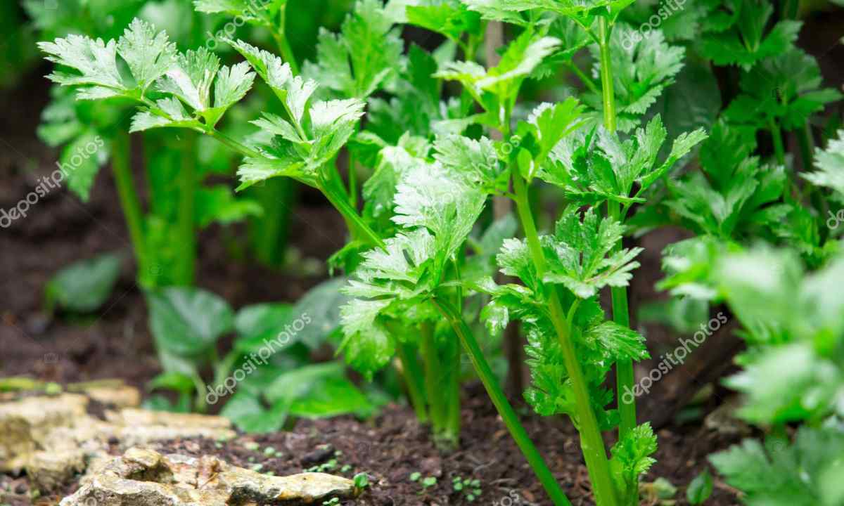 How to grow up celery petiolar