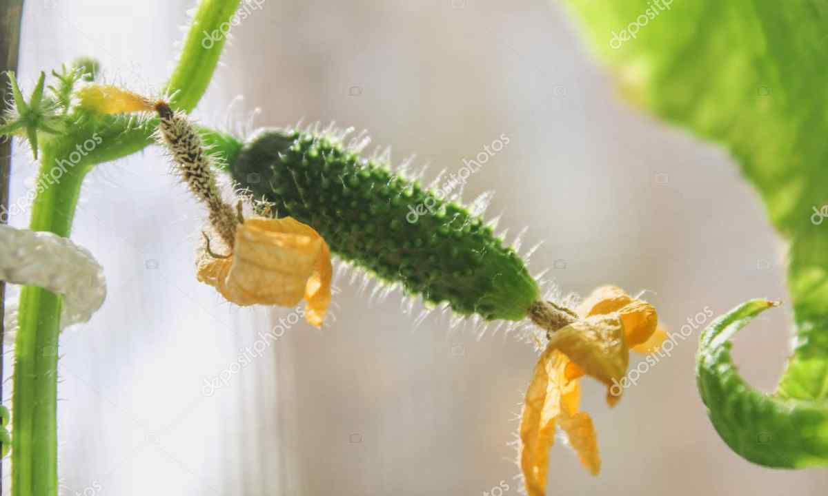 How to grow up cucumbers "balcony miracle"
