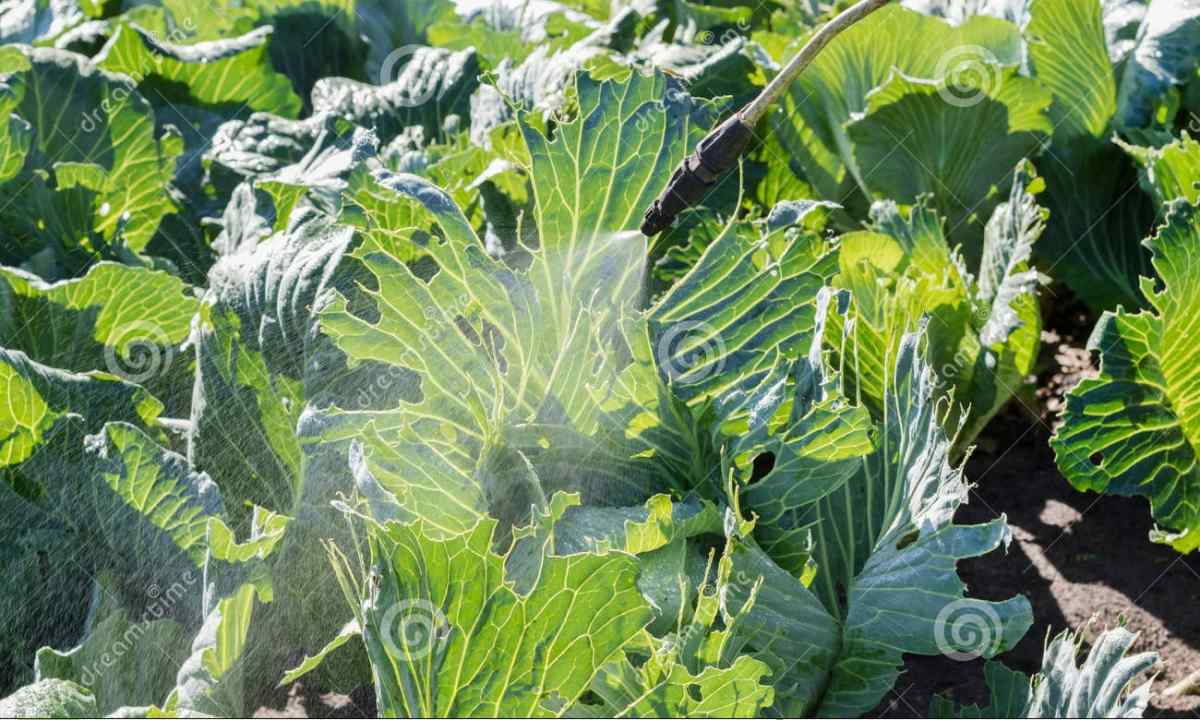 What to spray cabbage from plant louse with