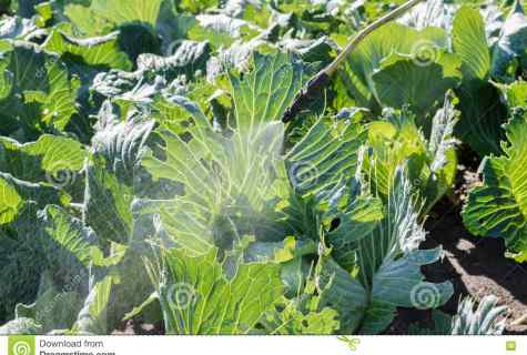 What to spray cabbage from plant louse with
