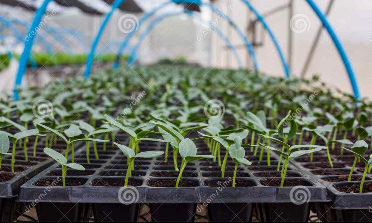 How cheap to make the winter greenhouse for cultivation of seedling